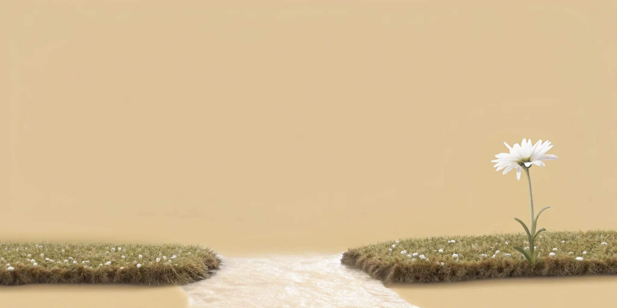 A healthy white daisy thriving, a sign of how postbiotics are good for your gut and brain.