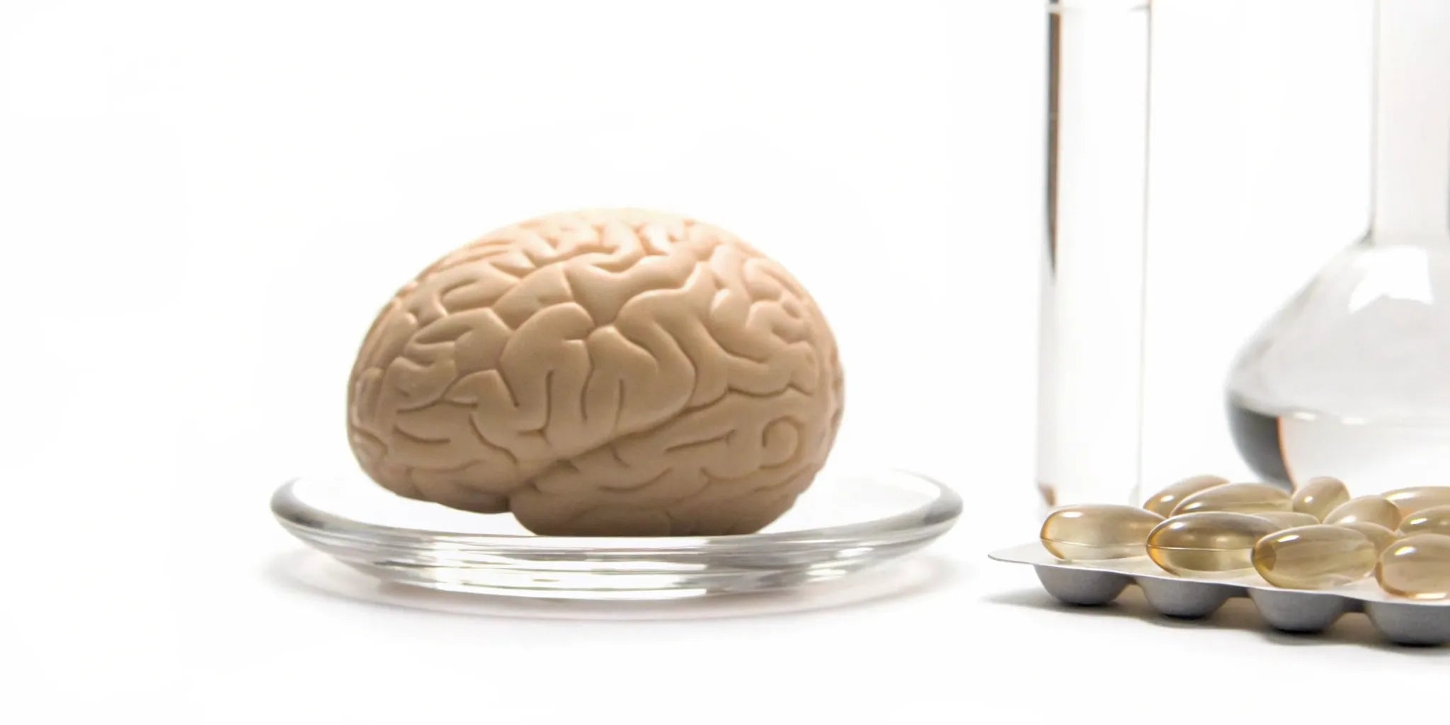 Capsules of the best brain supplements for adults next to a model of the human brain.