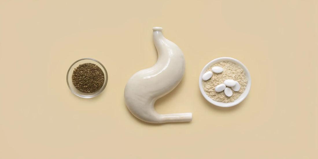 Bowls of the best over the counter medication for bloating next to a stomach model.