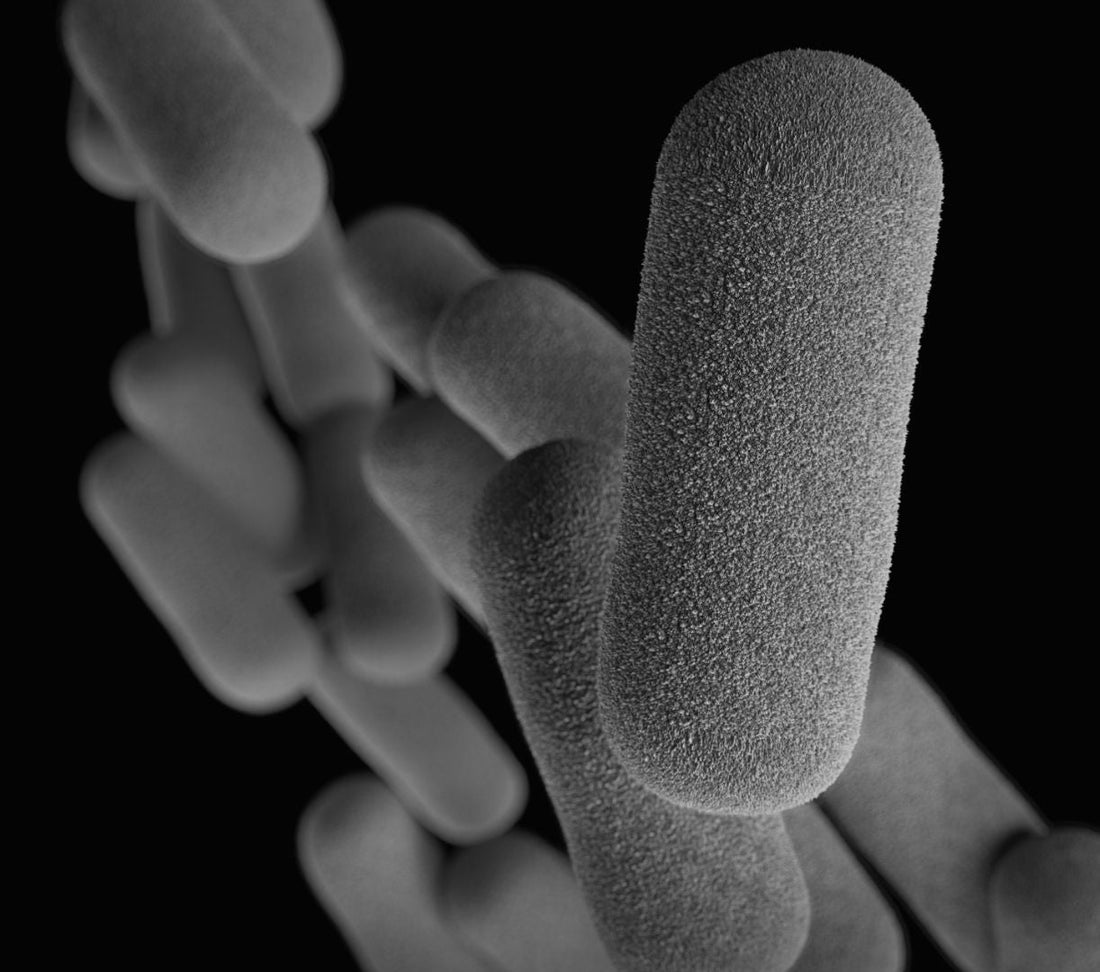 how does a postbiotic work. postbiotics