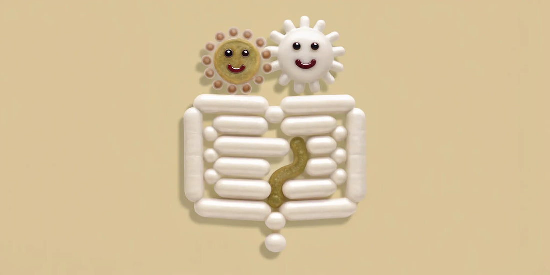 Gut health and immune system connection showing gut microbiome interacting with immune cells