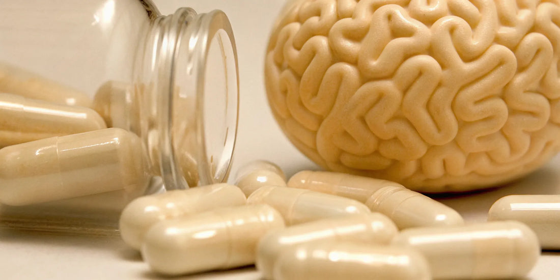 Probiotic capsules next to a brain model, linking gut supplements to brain fog.