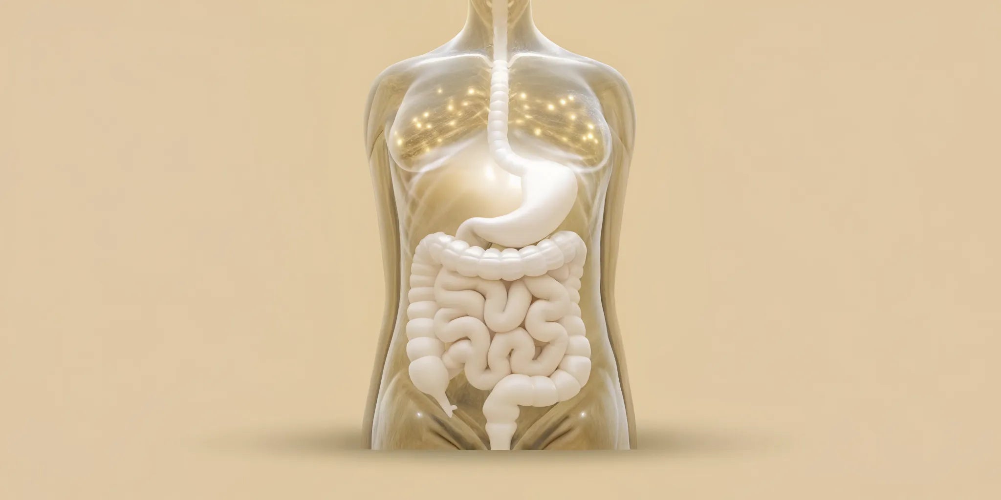A diagram of the human gut showing how the body produces serotonin.