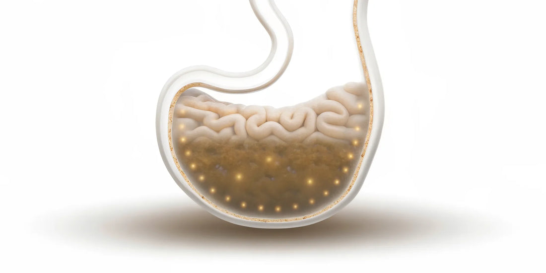 A cross-section of the gut showing postbiotics strengthening the gut lining for immune support.