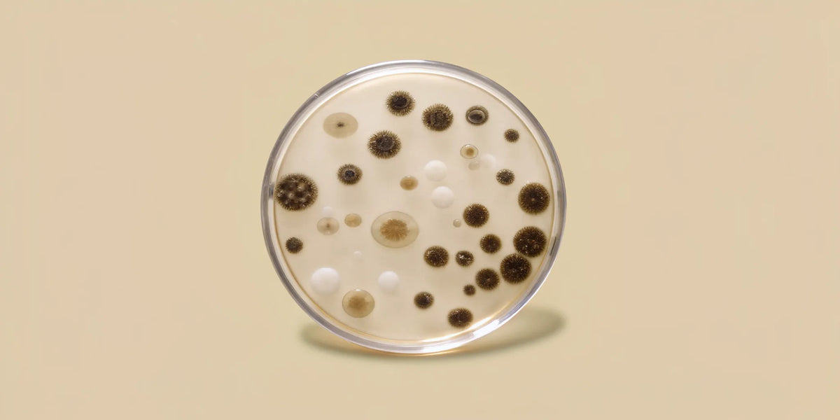 A balanced microbiome shown as diverse bacterial colonies in a petri dish.