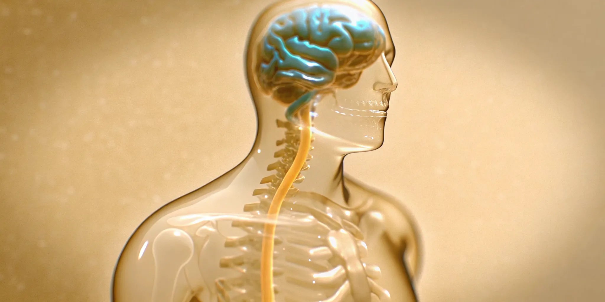 Anatomical view of the gut-brain connection, which is essential for a balanced microbiome.