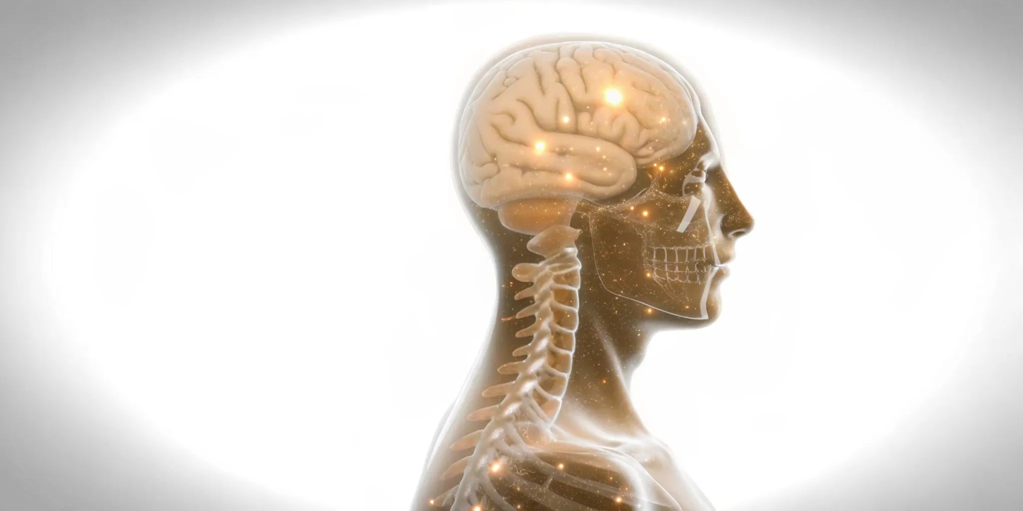 Anatomical view of the gut-brain axis, the connection responsible for microbiome mood balance.