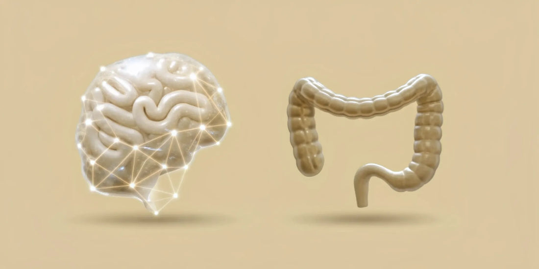 A glowing network connects the gut and brain, the communication link between postbiotics and gut bacteria.