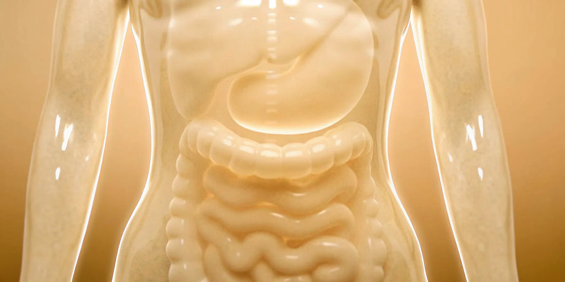 Human digestive system, where postbiotics provide relief for gut inflammation.