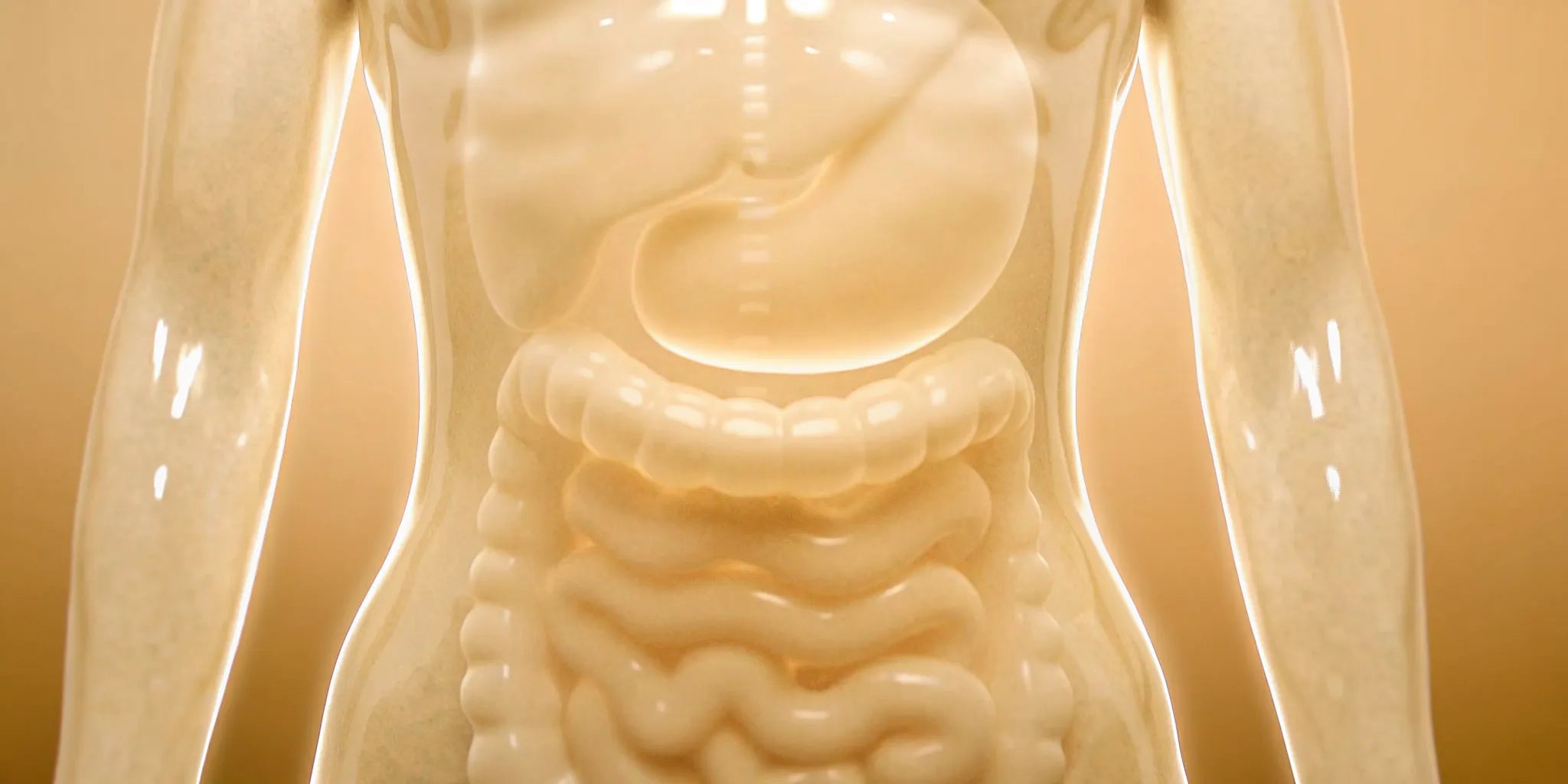 Human digestive system, where postbiotics provide relief for gut inflammation.