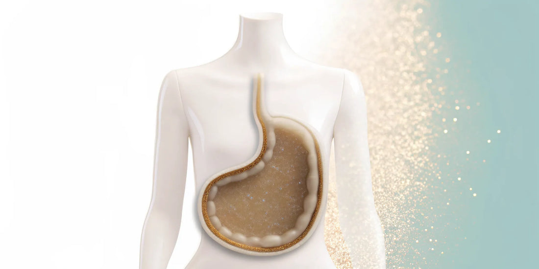 Anatomical view of the gut showing how postbiotics calm inflammation.
