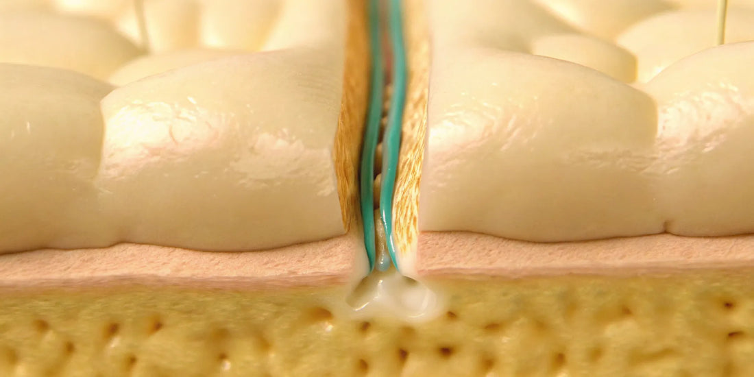 A healthy gut lining with tight junctions, sealed by postbiotics to fix leaky gut.
