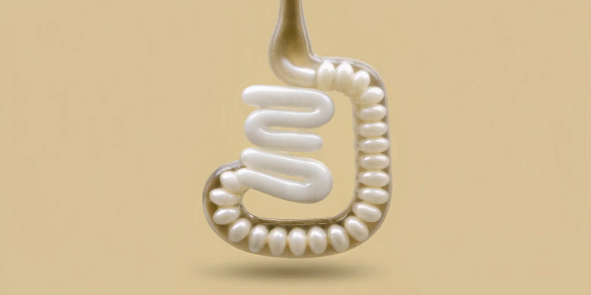 Postbiotic capsules in an intestine-shaped spoon improve gut health without digestive side effects.