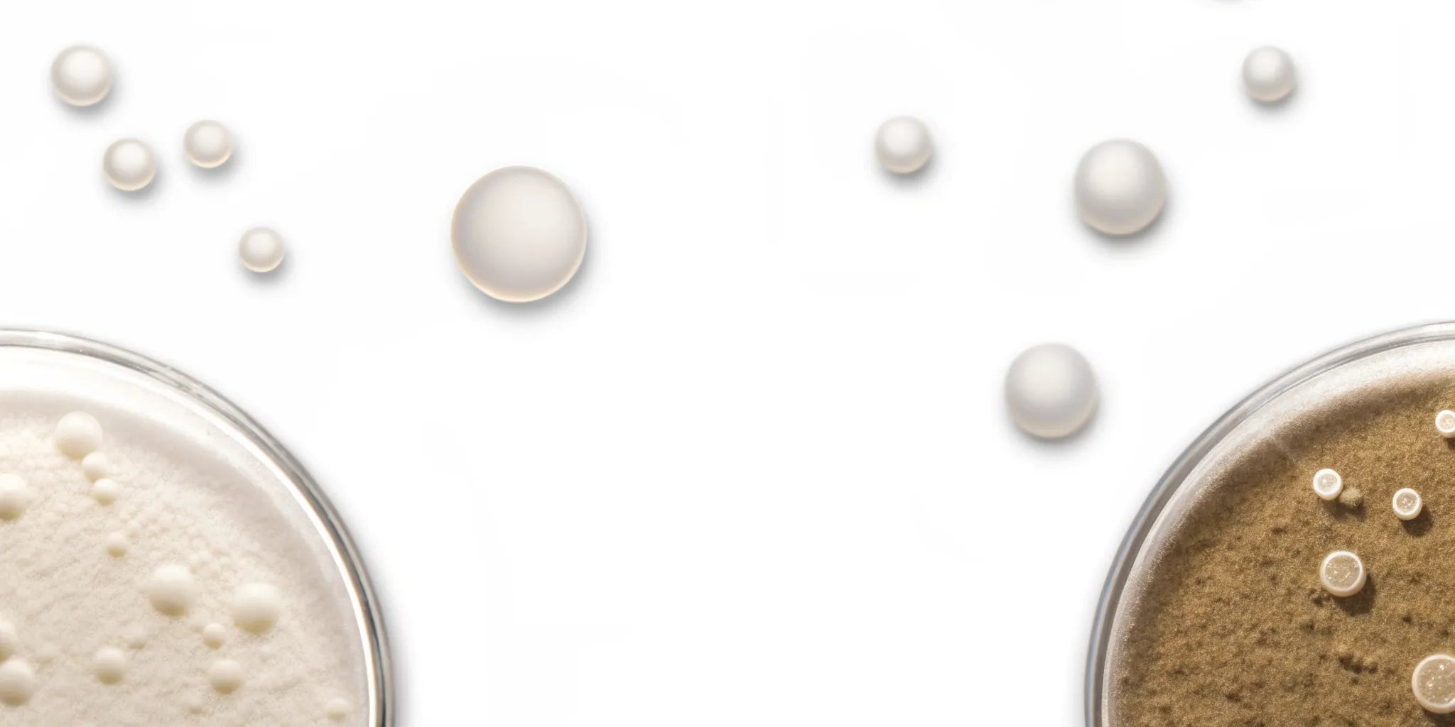 Petri dishes with bacterial cultures comparing postbiotics vs. probiotics.