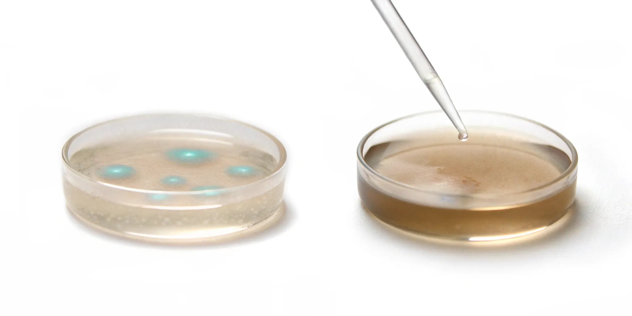 A scientific comparison of postbiotics vs probiotics for gut health.