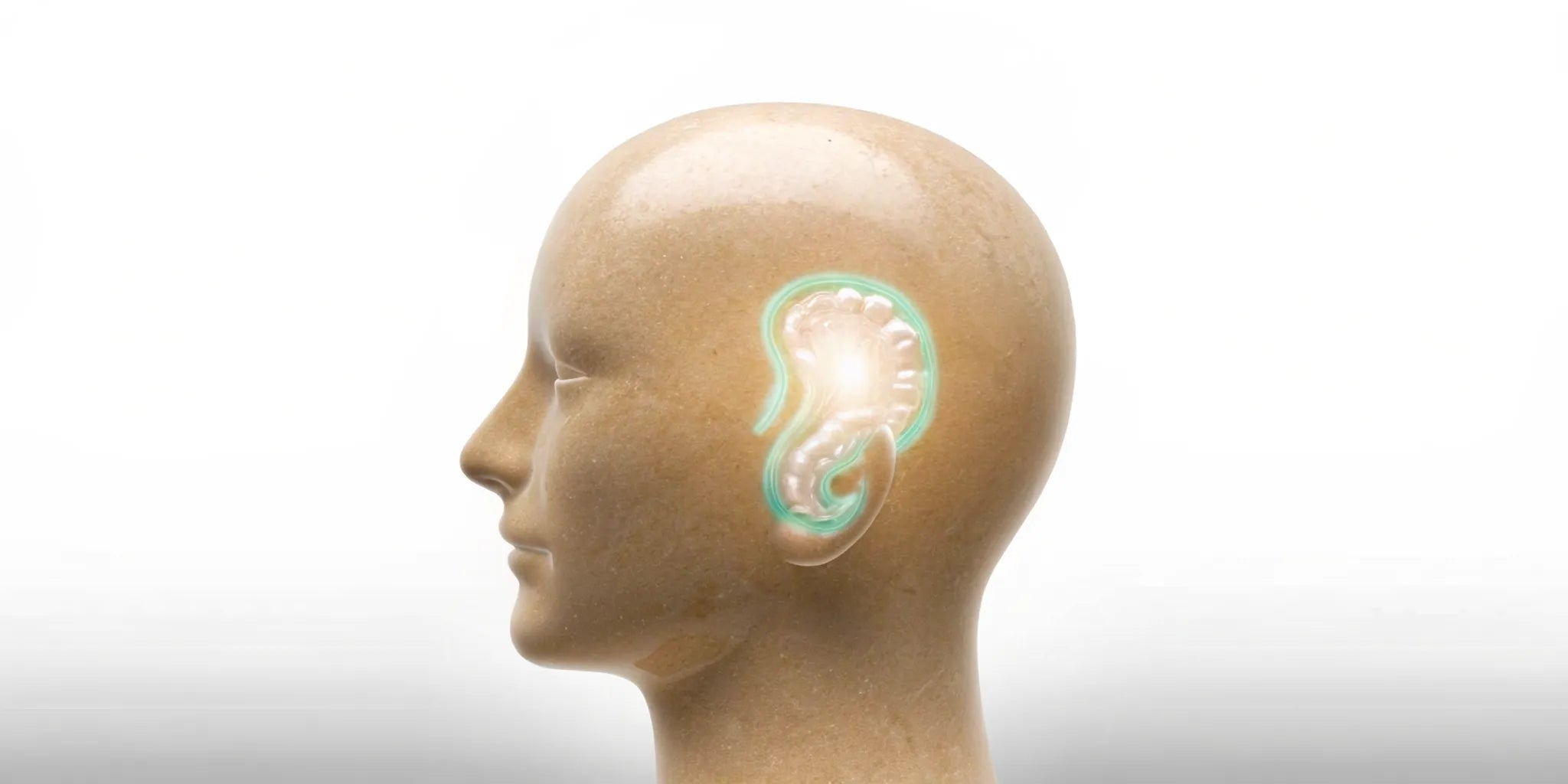 A glowing gut inside a brain, representing the connection between gut health and brain fog.