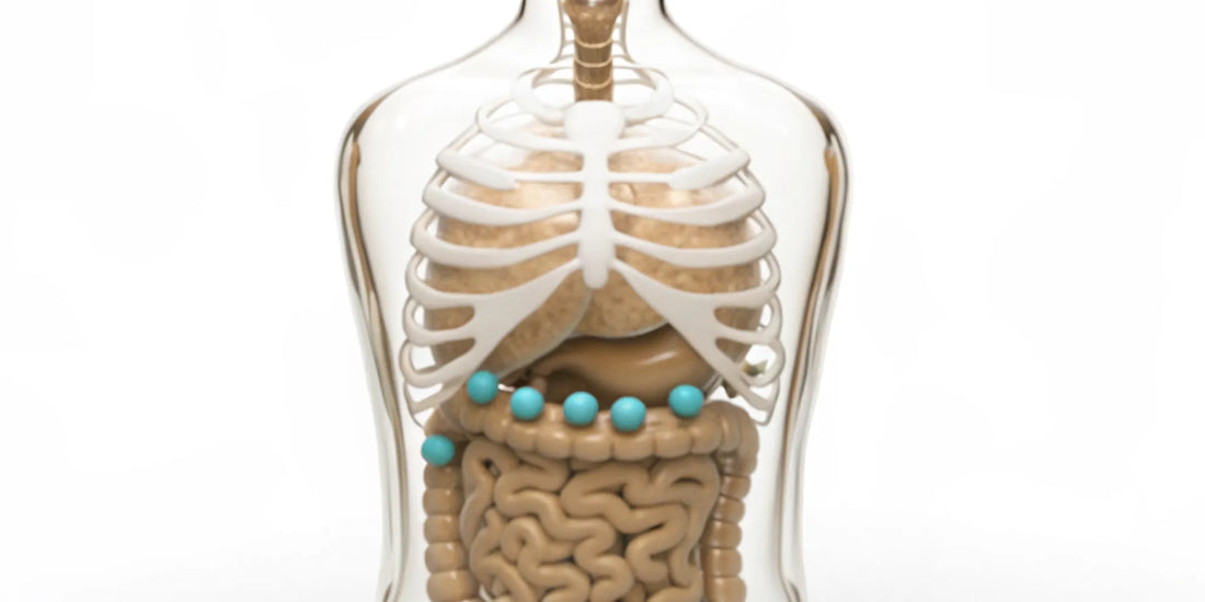 Anatomical model showing how gut health supports the immune system.