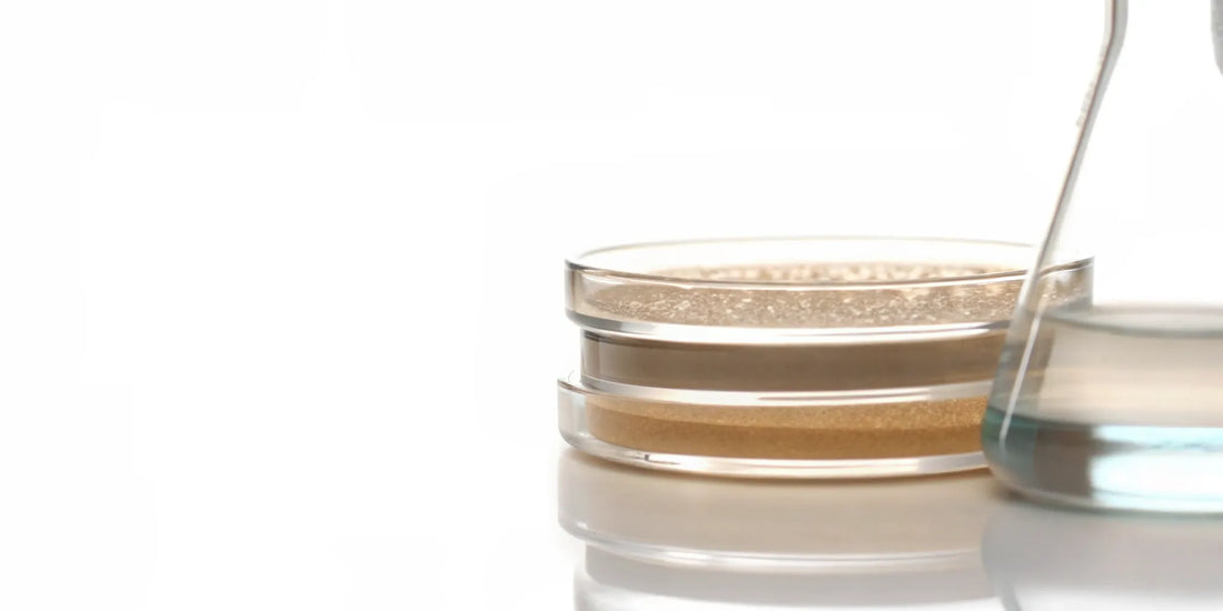 Laboratory flask and petri dishes used to research the health benefits of postbiotics.