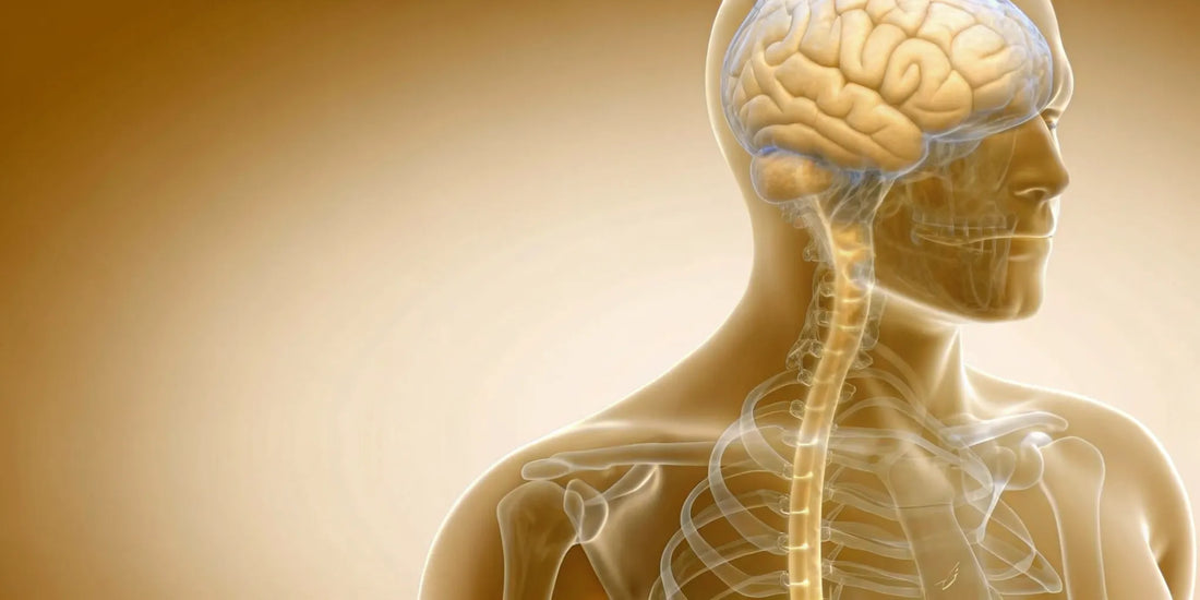 Human figure showing the serotonin digestive system and the gut-brain connection.