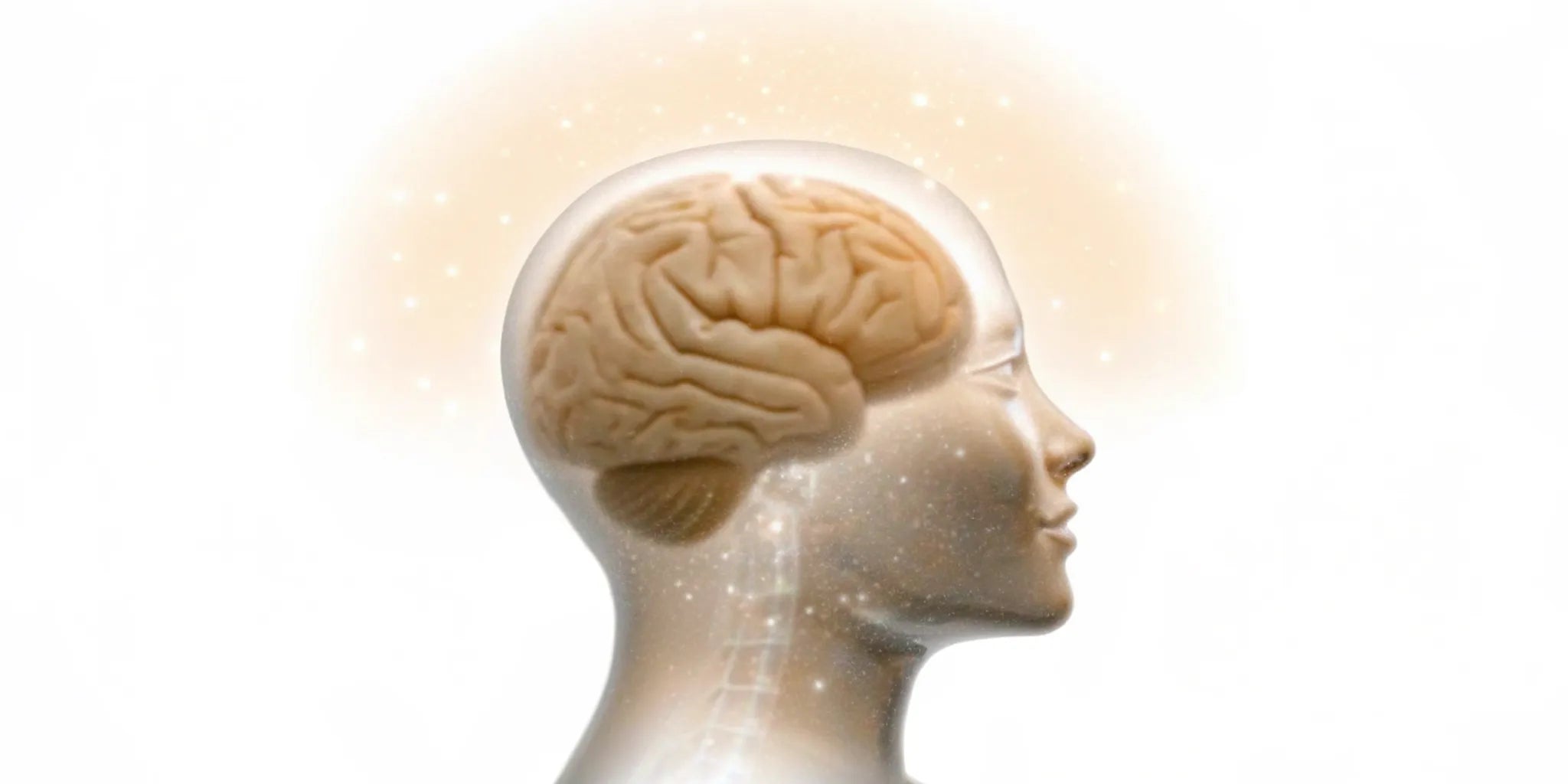 A human brain profile showing the link between gut health and mood.
