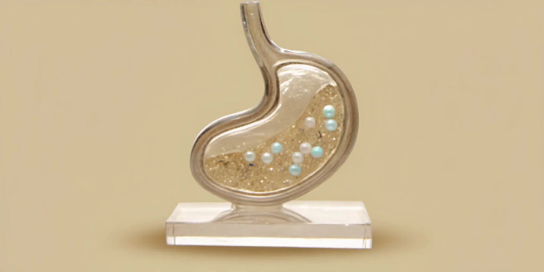 A stomach model showing postbiotics for gut repair and digestive health.