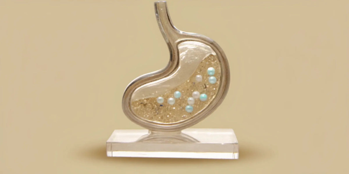 A stomach model showing postbiotics for gut repair and digestive health.