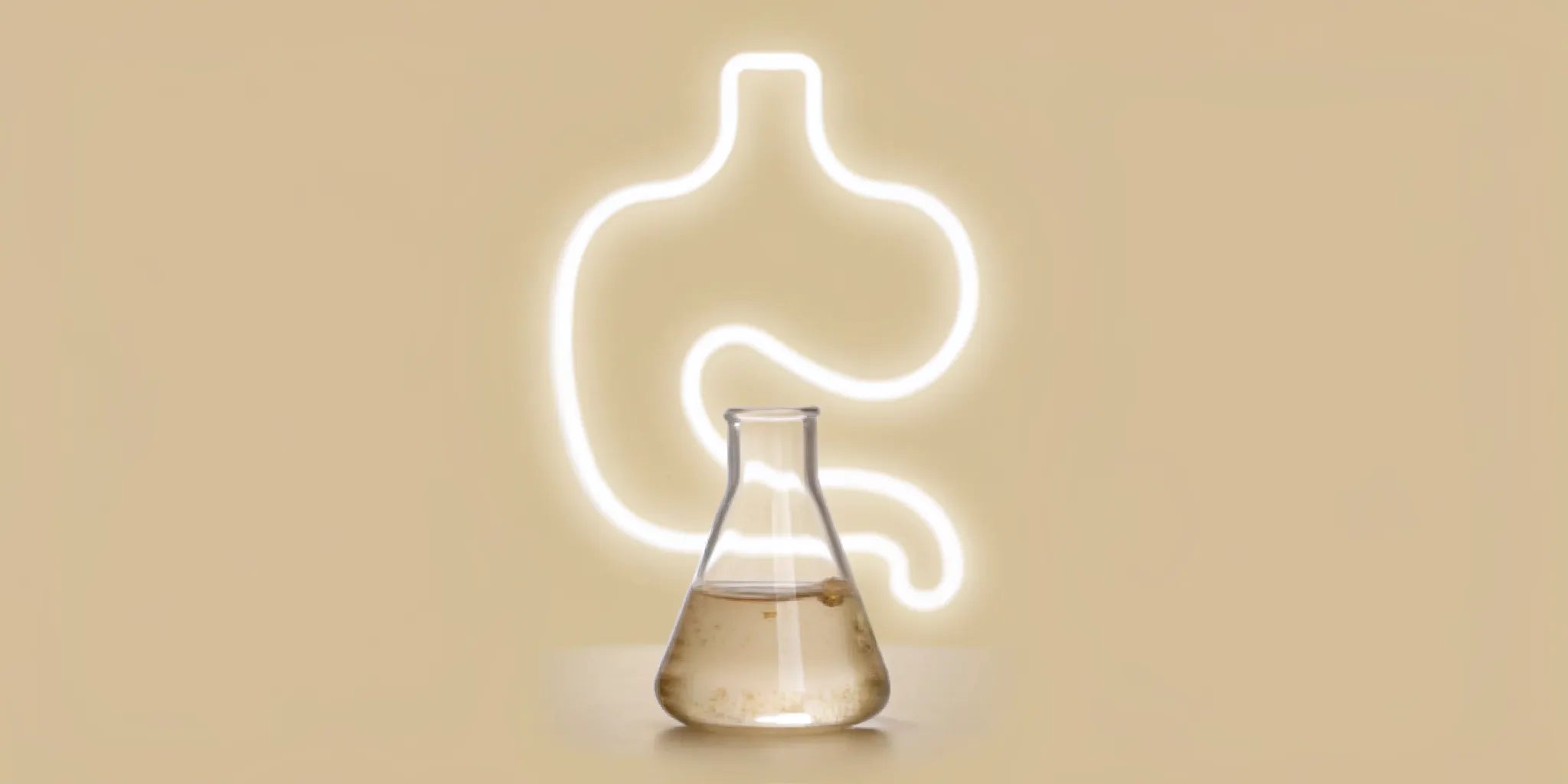 A beaker with postbiotics for digestion support in front of a glowing stomach.