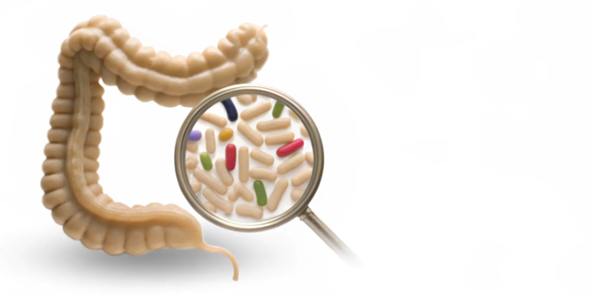 A magnified view of the gut microbiome, which is central to the body's immunity.