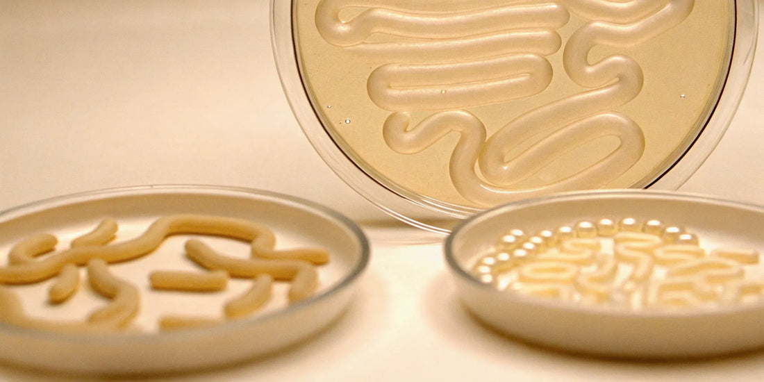 Petri dishes with samples from postbiotics research on the gut microbiome.