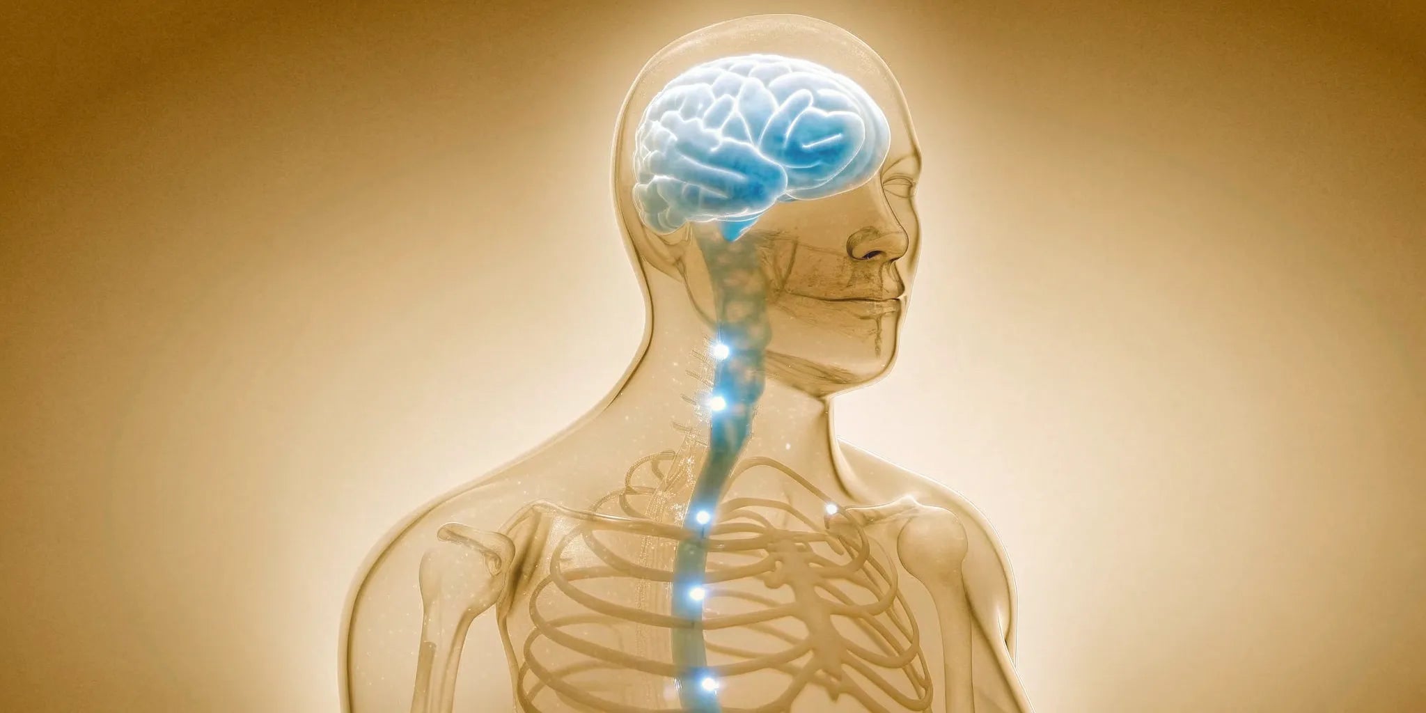 The gut-brain axis with a highlighted vagus nerve linking gut health to emotional stability.