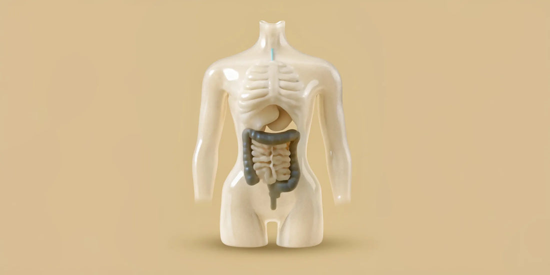 A gut model showing why probiotics can worsen digestive symptoms before they get better.