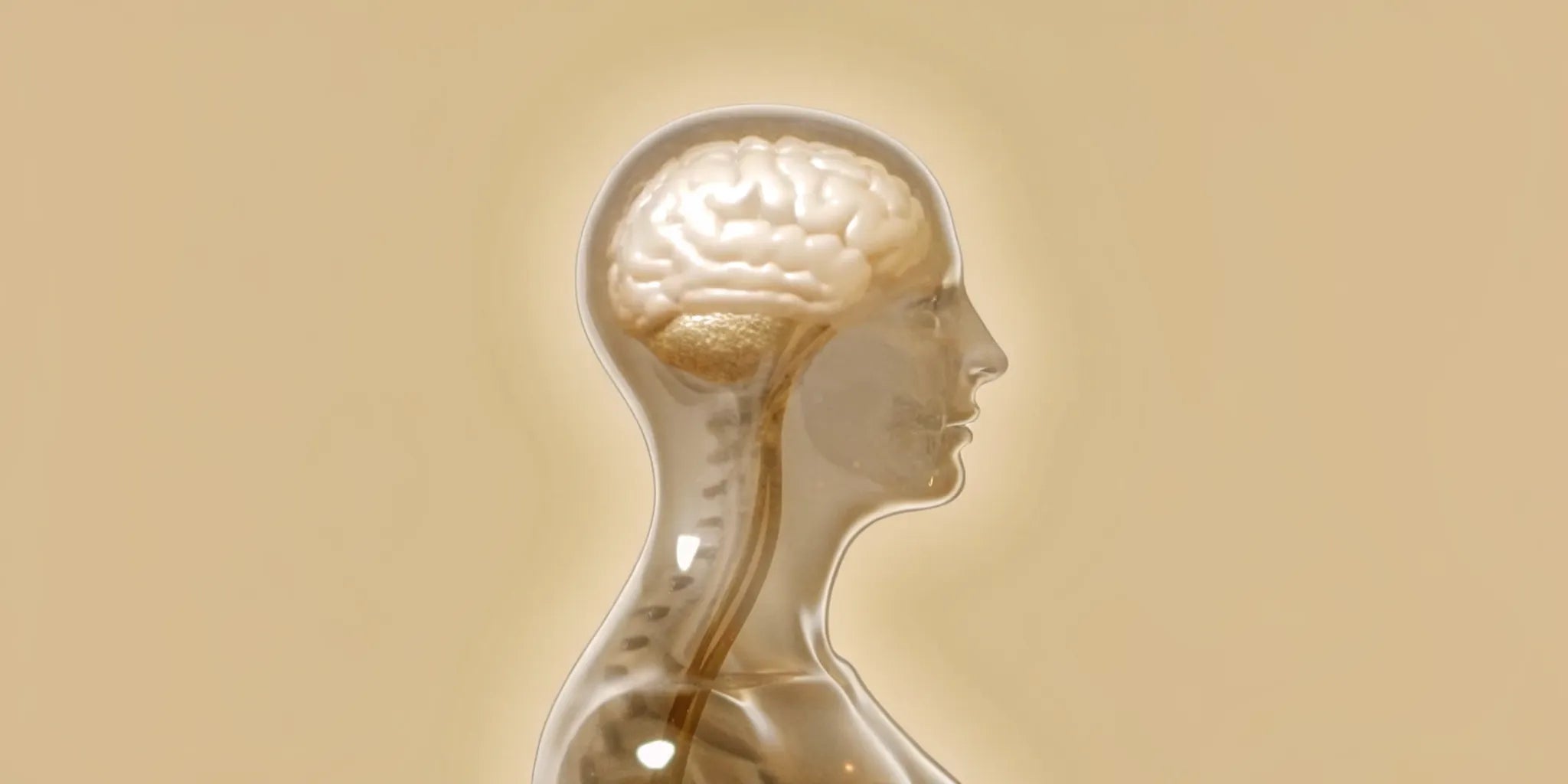 Transparent human profile of the gut-brain axis, showing why gut health is so important for mind and body.