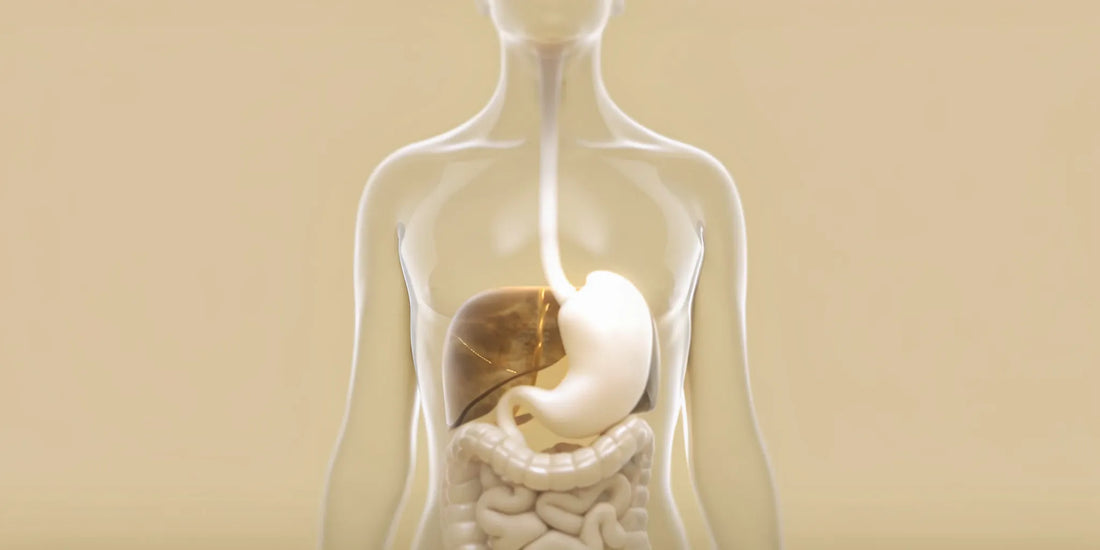 Anatomical view of the stomach and gut showing the cause of bloating, diarrhea, and nausea.