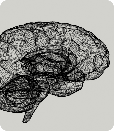 What is the gut–brain axis?